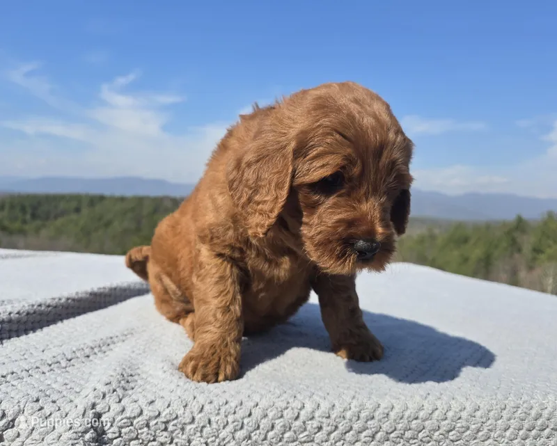Blue Collar – Goldendoodle puppy for sale in Morganton, NC