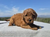 Blue Collar, a male Goldendoodle for sale in Morganton, NC – Photo 6 of 7