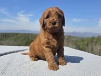 Blue Collar, a male Goldendoodle for sale in Morganton, NC – Photo 5 of 7