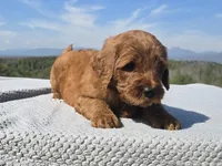 Blue Collar, a male Goldendoodle for sale in Morganton, NC – Photo 2 of 7