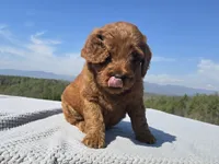 Blue Collar, a male Goldendoodle for sale in Morganton, NC – Photo 7 of 7