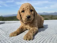 Red Collar, a female Goldendoodle for sale in Morganton, NC – Photo 2 of 10