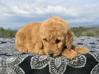 Red Collar, a female Goldendoodle for sale in Morganton, NC – Photo 8 of 10