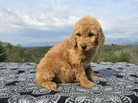 Red Collar, a female Goldendoodle for sale in Morganton, NC – Photo 9 of 10