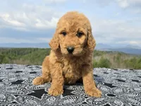 Red Collar, a female Goldendoodle for sale in Morganton, NC – Photo 5 of 10