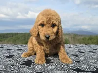 Red Collar, a female Goldendoodle for sale in Morganton, NC – Photo 3 of 10