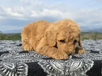 Red Collar, a female Goldendoodle for sale in Morganton, NC – Photo 6 of 10