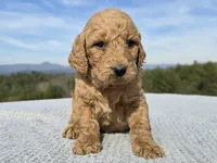 Red Collar, a female Goldendoodle for sale in Morganton, NC – Photo 1 of 10