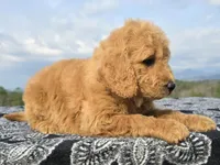 Red Collar, a female Goldendoodle for sale in Morganton, NC – Photo 4 of 10