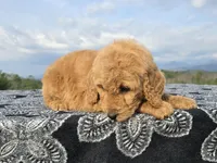 Red Collar, a female Goldendoodle for sale in Morganton, NC – Photo 10 of 10