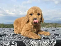 Red Collar, a female Goldendoodle for sale in Morganton, NC – Photo 7 of 10