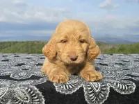 Blue Collar, a female Goldendoodle for sale in Morganton, NC – Photo 8 of 10