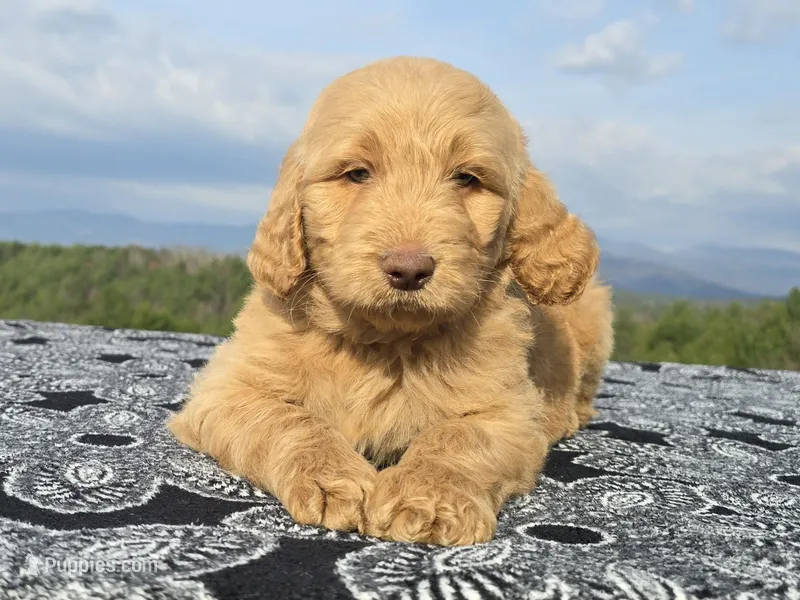 Blue Collar – Goldendoodle puppy for sale in Morganton, NC