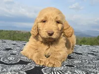Blue Collar, a female Goldendoodle for sale in Morganton, NC – Photo 1 of 10