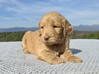 Blue Collar, a female Goldendoodle for sale in Morganton, NC – Photo 10 of 10