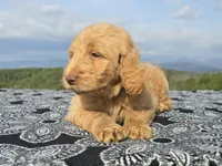 Blue Collar, a female Goldendoodle for sale in Morganton, NC – Photo 7 of 10