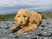 Blue Collar, a female Goldendoodle for sale in Morganton, NC – Photo 6 of 10