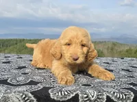 Blue Collar, a female Goldendoodle for sale in Morganton, NC – Photo 2 of 10