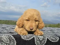 Blue Collar, a female Goldendoodle for sale in Morganton, NC – Photo 5 of 10