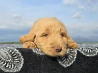 Blue Collar, a female Goldendoodle for sale in Morganton, NC – Photo 4 of 10