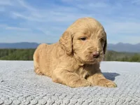 Blue Collar, a female Goldendoodle for sale in Morganton, NC – Photo 9 of 10