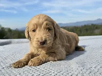 Purple Collar - Charlie's Litter, a female Goldendoodle for sale in Morganton, NC – Photo 2 of 10