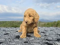 Purple Collar - Charlie's Litter, a female Goldendoodle for sale in Morganton, NC – Photo 7 of 10
