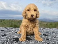 Purple Collar - Charlie's Litter, a female Goldendoodle for sale in Morganton, NC – Photo 6 of 10