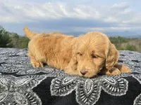 Purple Collar - Charlie's Litter, a female Goldendoodle for sale in Morganton, NC – Photo 9 of 10