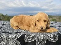 Purple Collar - Charlie's Litter, a female Goldendoodle for sale in Morganton, NC – Photo 10 of 10