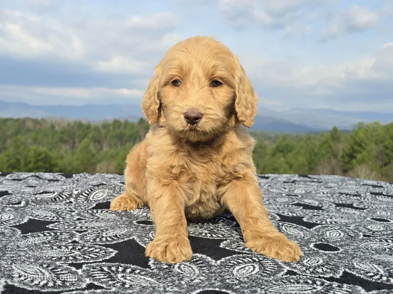Purple Collar - Charlie's Litter – Goldendoodle puppy for sale in Morganton, NC