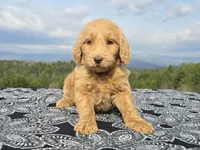 Purple Collar - Charlie's Litter, a female Goldendoodle for sale in Morganton, NC – Photo 1 of 10