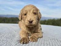 Purple Collar - Charlie's Litter, a female Goldendoodle for sale in Morganton, NC – Photo 3 of 10