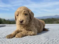 Purple Collar - Charlie's Litter, a female Goldendoodle for sale in Morganton, NC – Photo 4 of 10