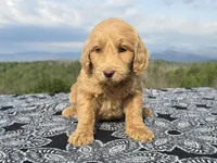 Purple Collar - Charlie's Litter, a female Goldendoodle for sale in Morganton, NC – Photo 5 of 10