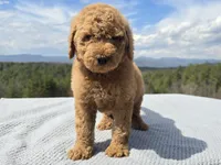 Purple Collar, a male Goldendoodle for sale in Morganton, NC – Photo 8 of 10