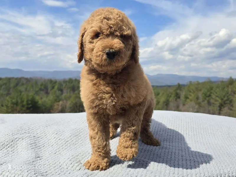 Purple Collar – Goldendoodle puppy for sale in Morganton, NC