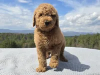Purple Collar, a male Goldendoodle for sale in Morganton, NC – Photo 1 of 10