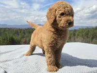 Purple Collar, a male Goldendoodle for sale in Morganton, NC – Photo 4 of 10