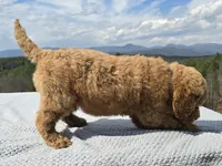 Purple Collar, a male Goldendoodle for sale in Morganton, NC – Photo 10 of 10