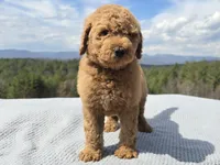 Purple Collar, a male Goldendoodle for sale in Morganton, NC – Photo 7 of 10