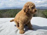 Purple Collar, a male Goldendoodle for sale in Morganton, NC – Photo 3 of 10