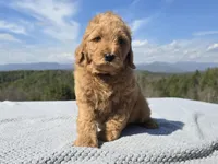 Green Collar, a male Goldendoodle for sale in Morganton, NC – Photo 1 of 9