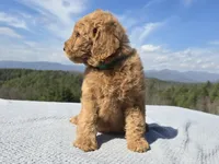 Green Collar, a male Goldendoodle for sale in Morganton, NC – Photo 5 of 9