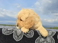 Yellow Collar, a female Goldendoodle for sale in Morganton, NC – Photo 8 of 10