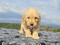 Yellow Collar, a female Goldendoodle for sale in Morganton, NC – Photo 5 of 10