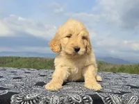Yellow Collar, a female Goldendoodle for sale in Morganton, NC – Photo 3 of 10