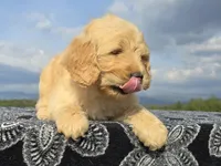 Yellow Collar, a female Goldendoodle for sale in Morganton, NC – Photo 9 of 10