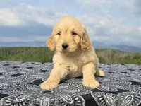 Yellow Collar, a female Goldendoodle for sale in Morganton, NC – Photo 6 of 10