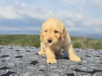 Yellow Collar, a female Goldendoodle for sale in Morganton, NC – Photo 4 of 10